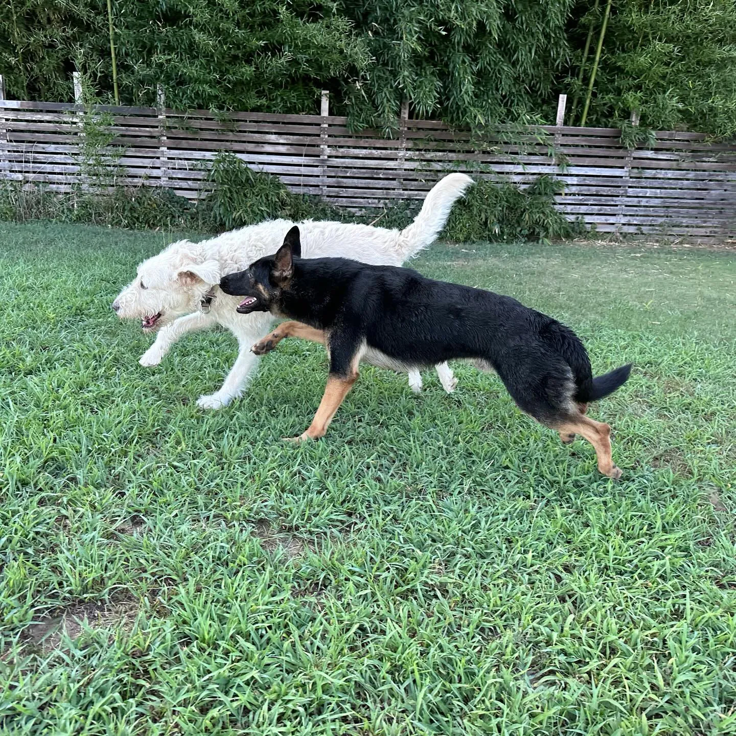 遊びに来てくれた子達🐕♬