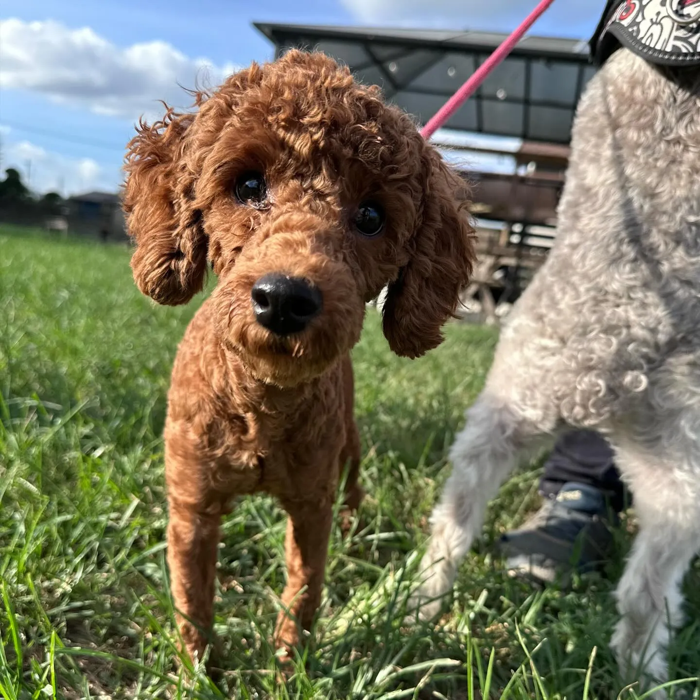 お泊まりに来てくれた子達🐕♬