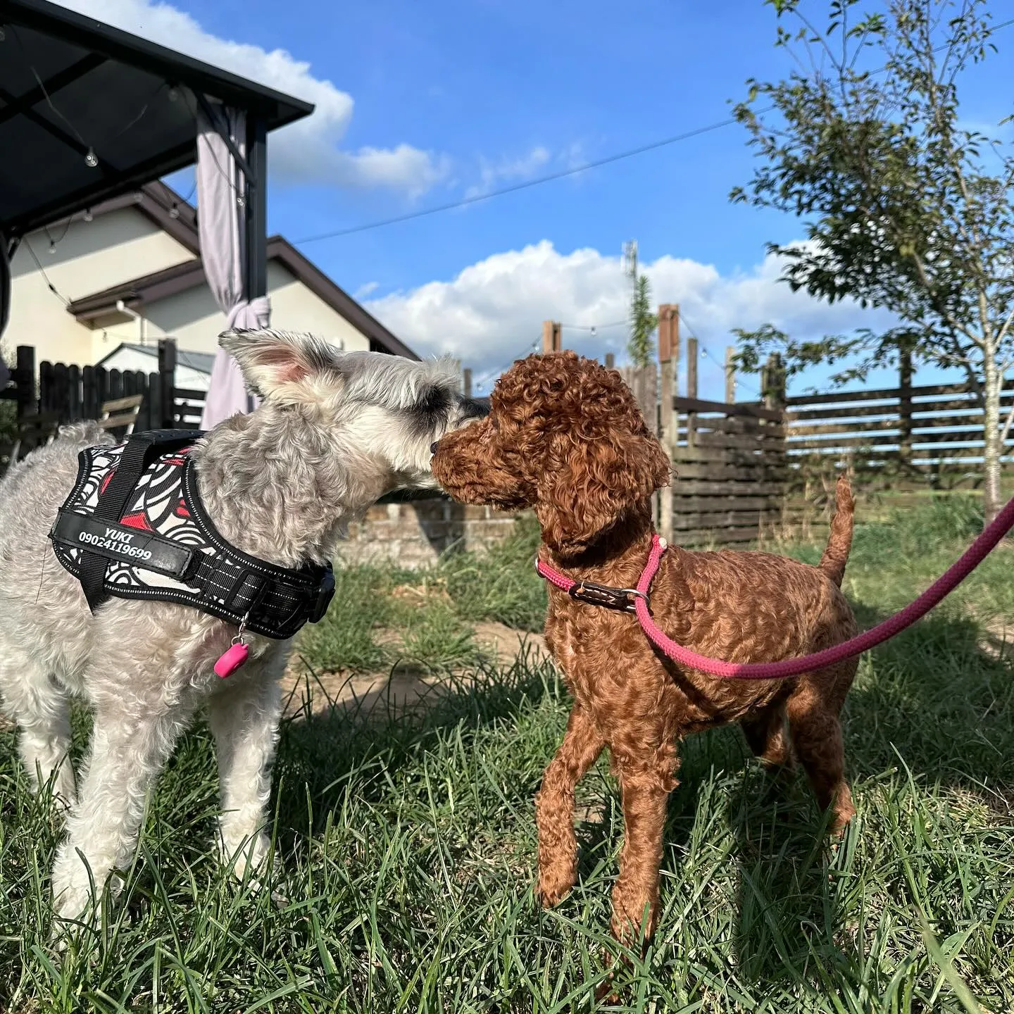 お泊まりに来てくれた子達🐕♬