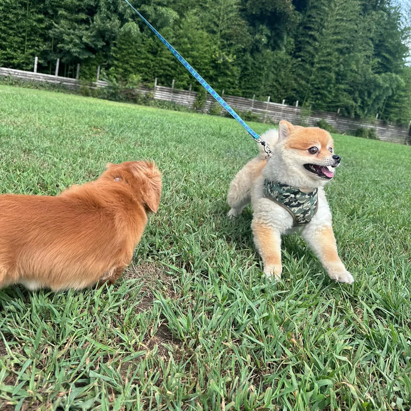 お泊まりに来てくれた子達🐕♬