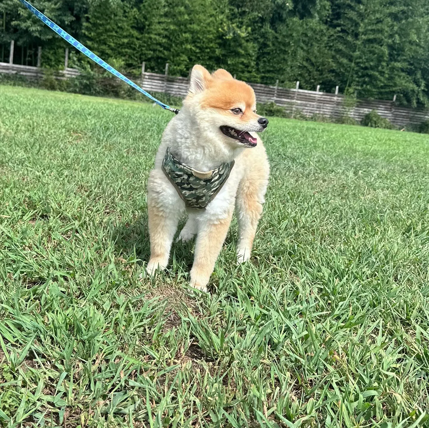 お泊まりに来てくれた子達🐕♬