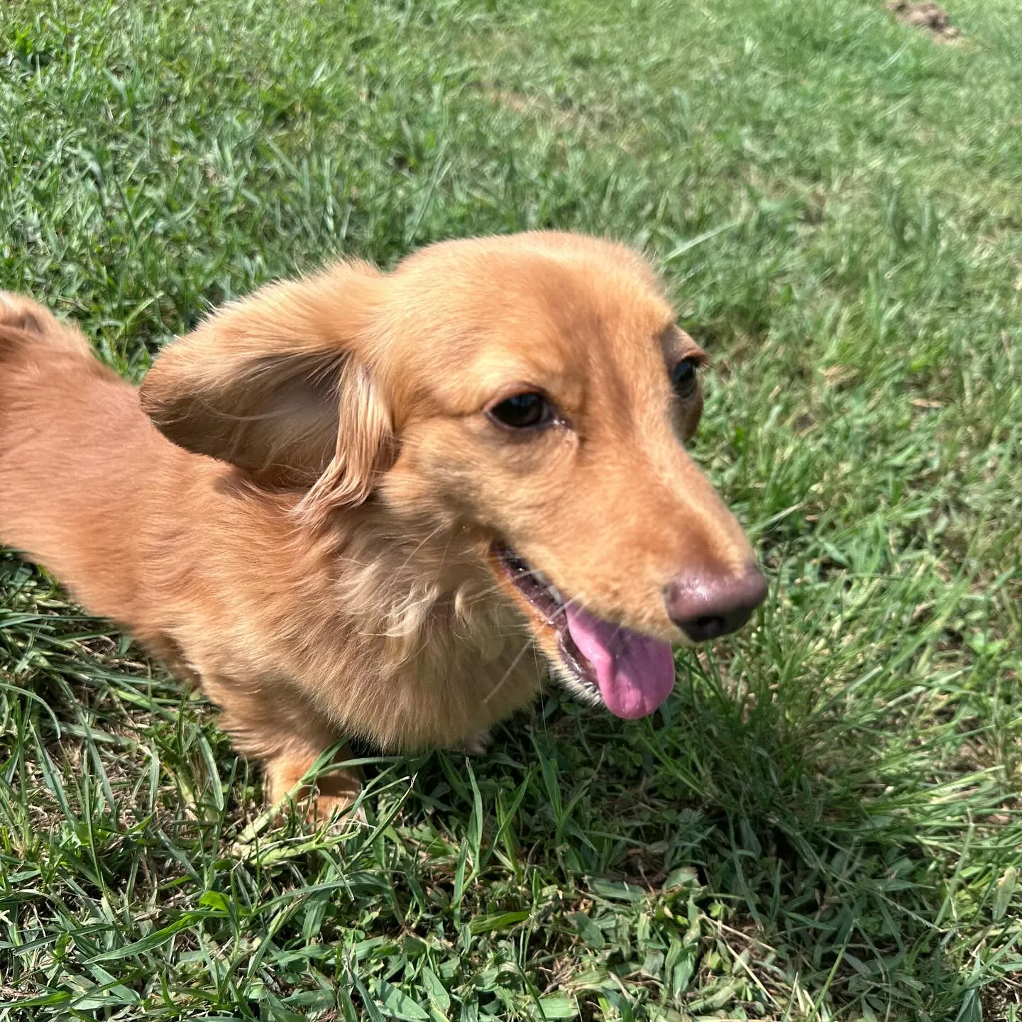 お泊まりに来てくれた子達🐕♬