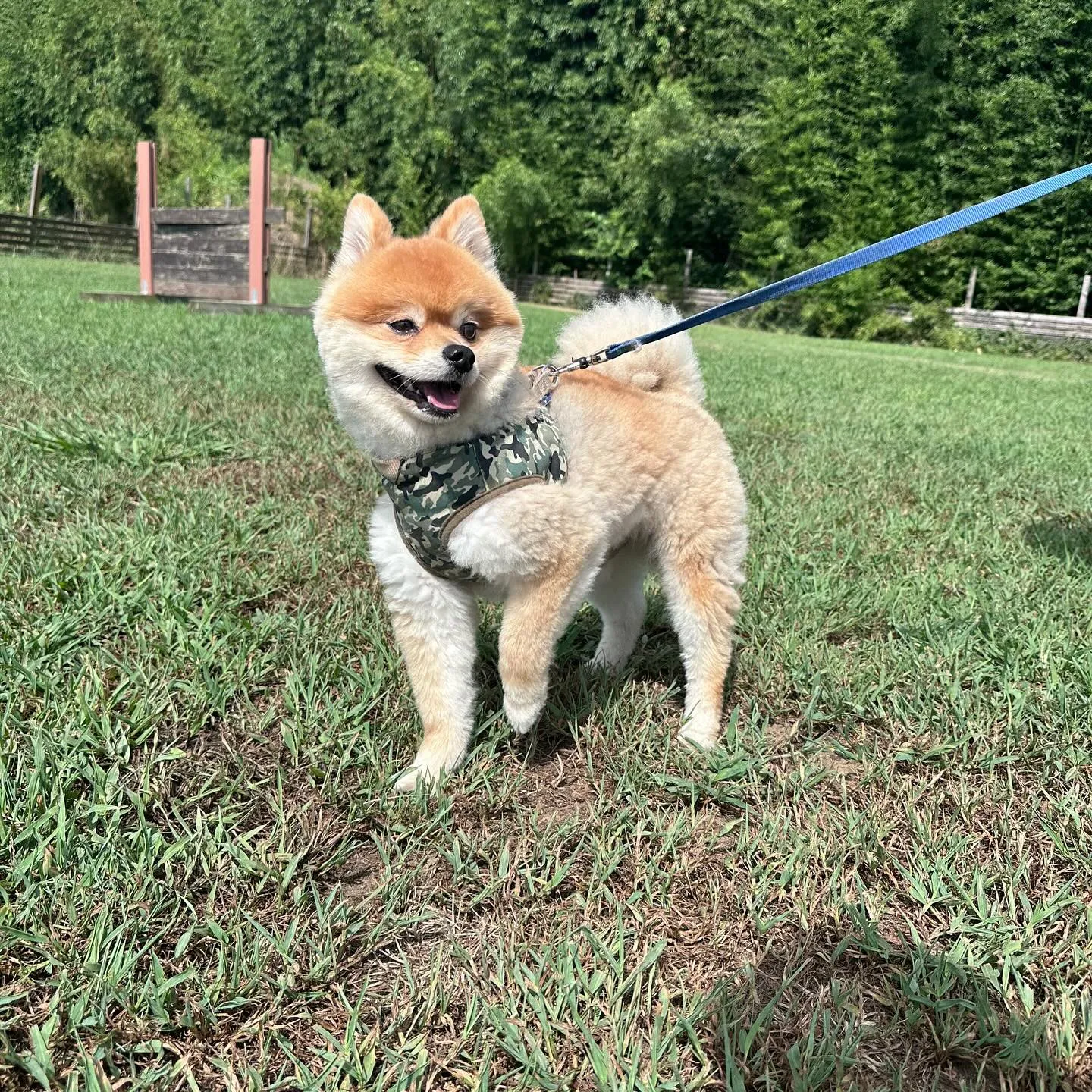 お泊まりに来てくれた子達🐕♬