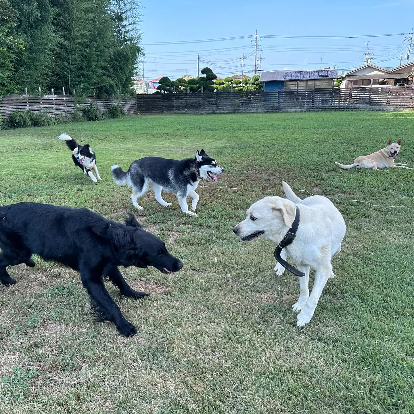 遊びに来てくれた子達🐕♬