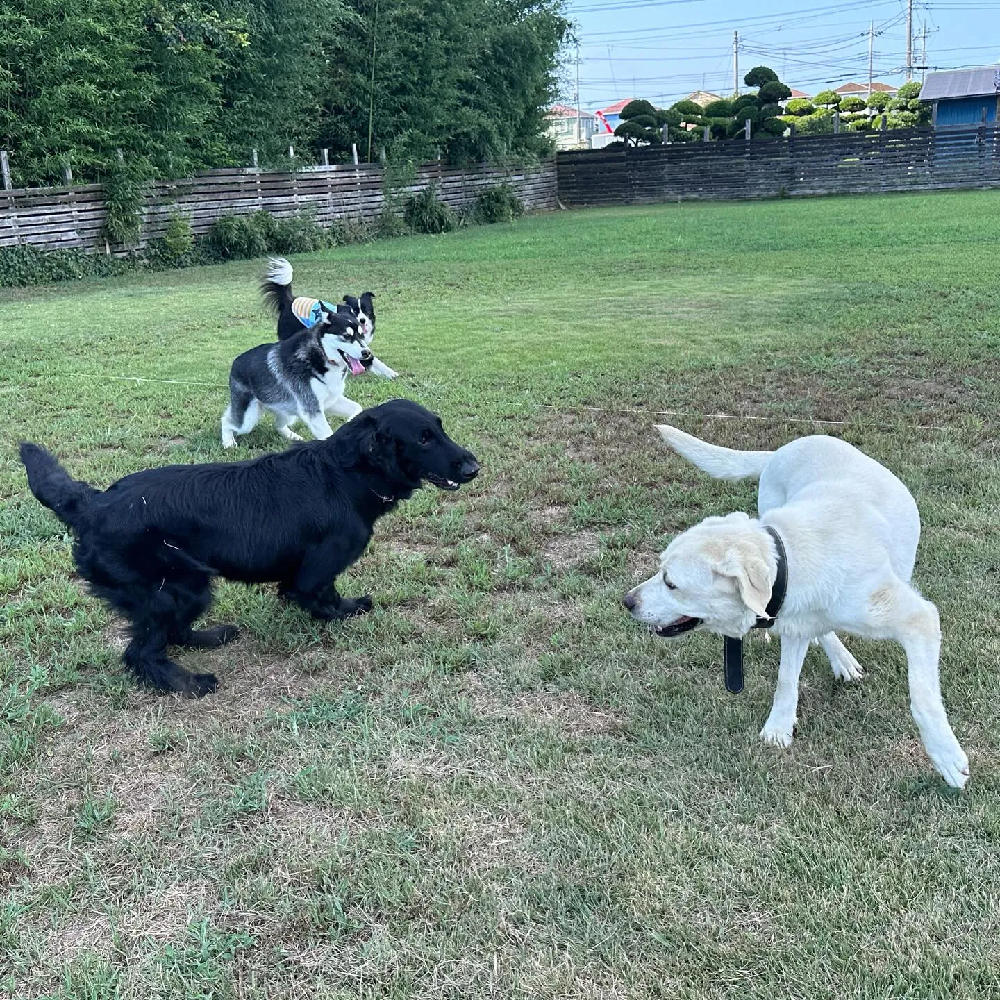 遊びに来てくれた子達🐕♬