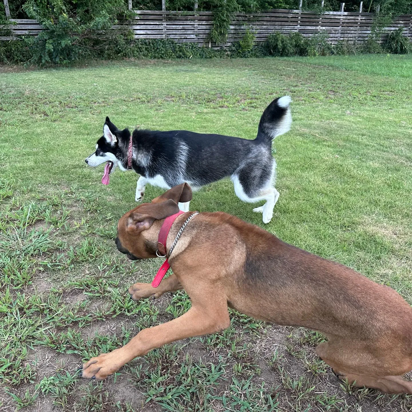 遊びに来てくれた子達🐕♬