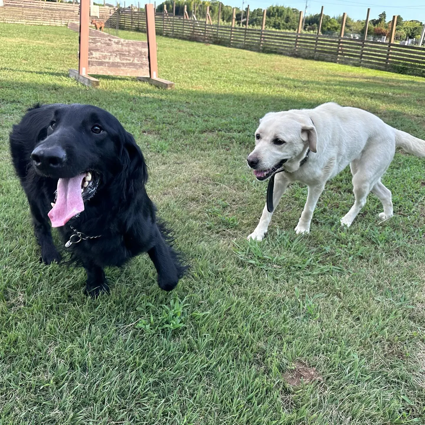 遊びに来てくれた子達🐕♬