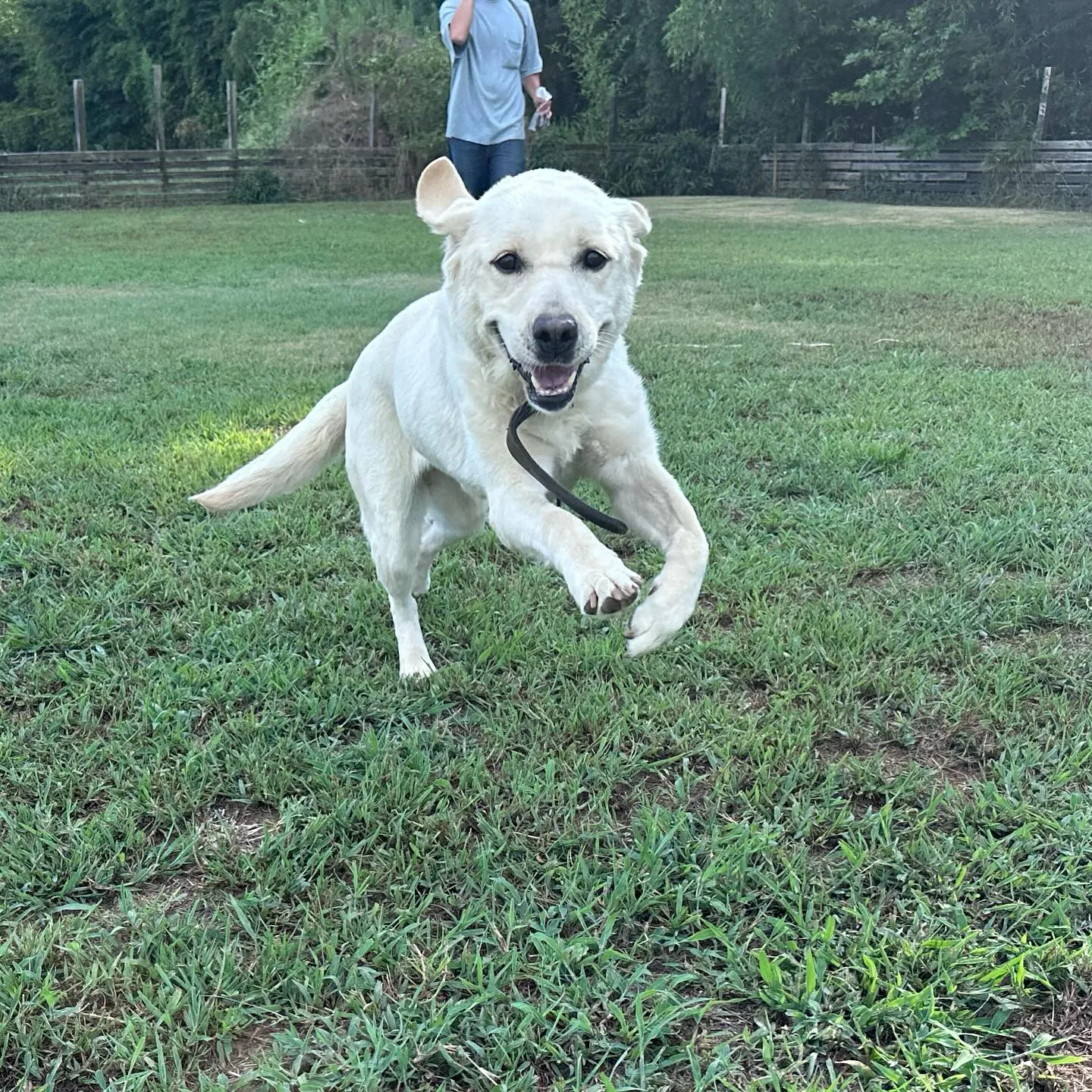 遊びに来てくれた子達🐕♬