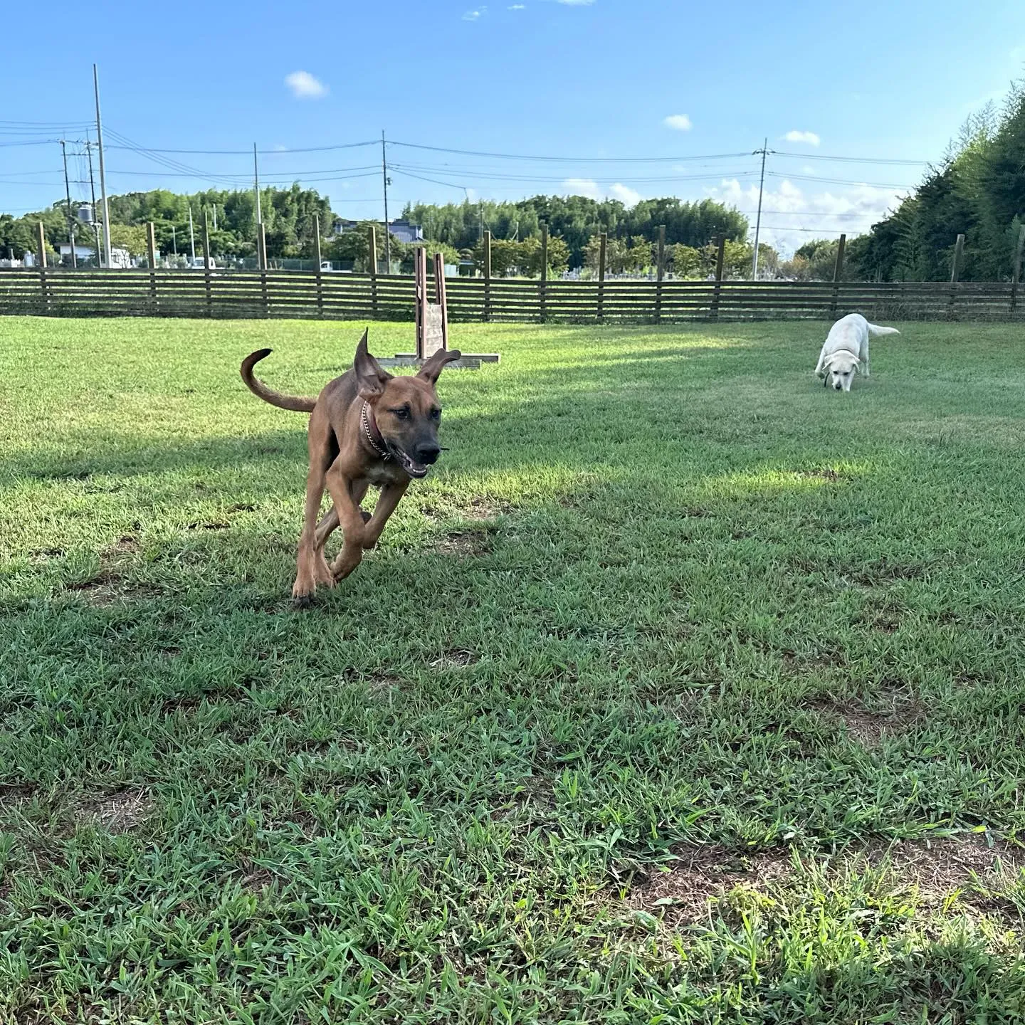 遊びに来てくれた子達🐕♬