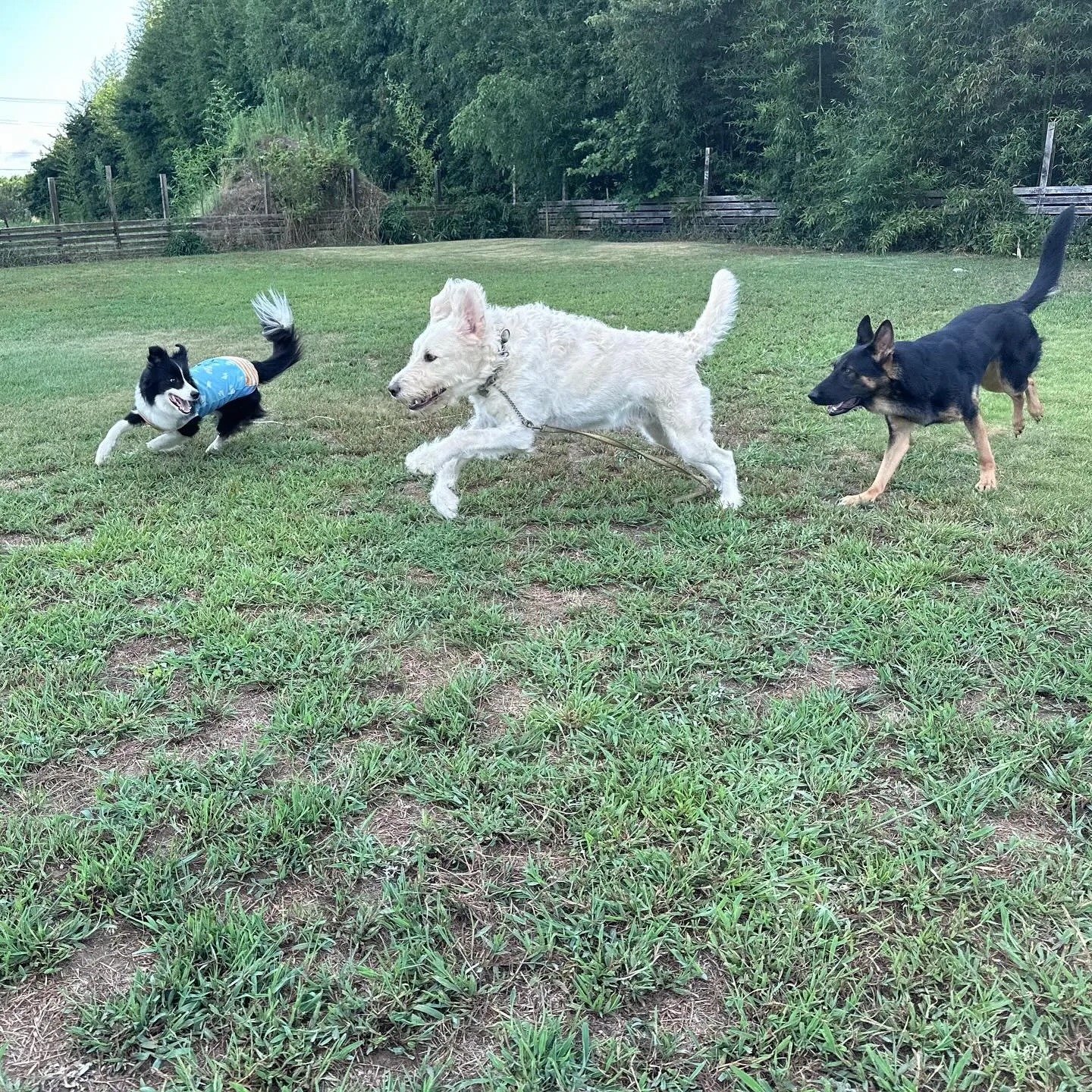 遊びに来てくれた子達🐕♬