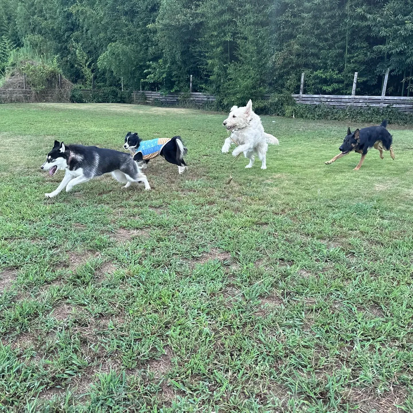 遊びに来てくれた子達🐕♬