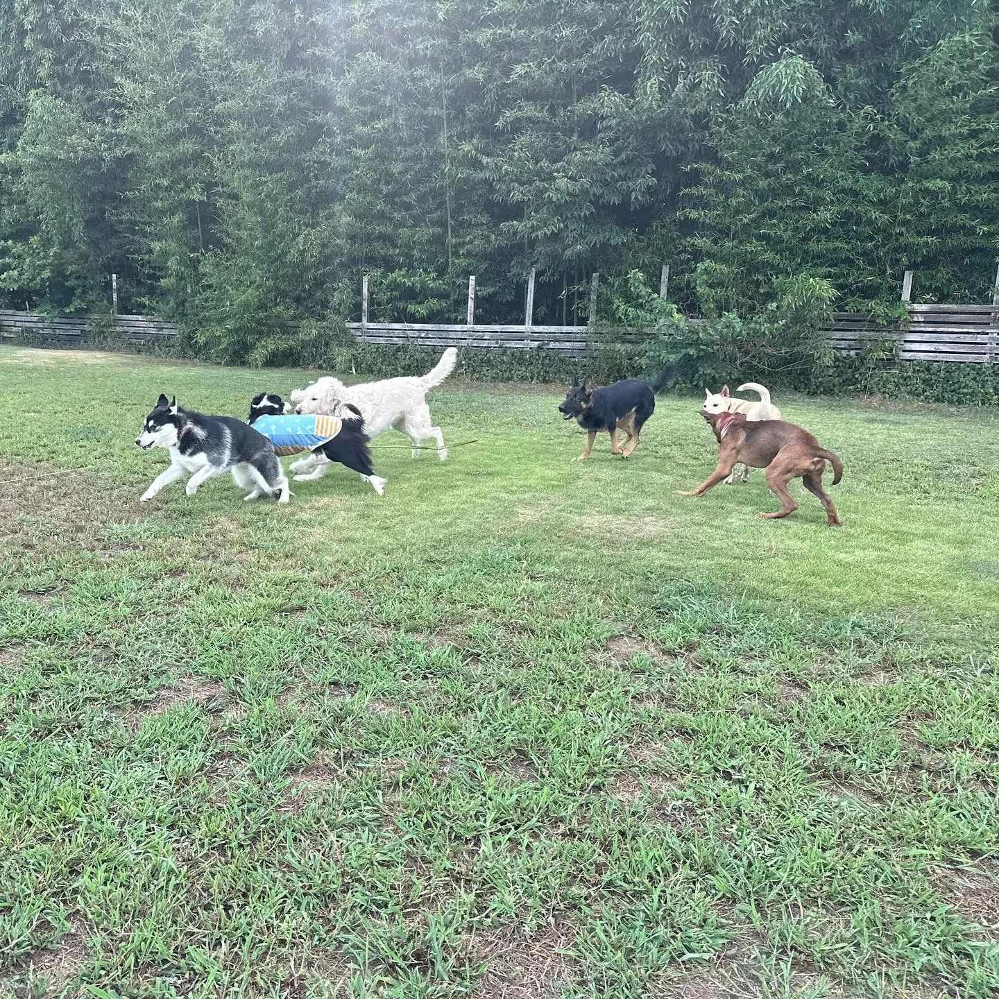 遊びに来てくれた子達🐕♬