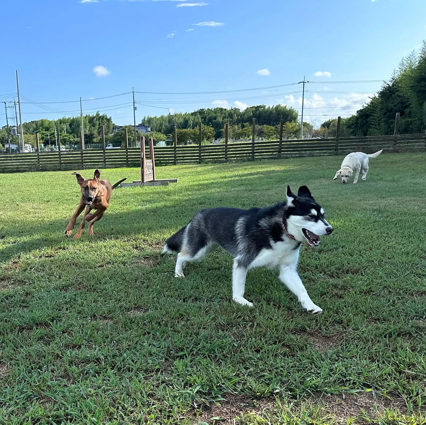 遊びに来てくれた子達🐕♬