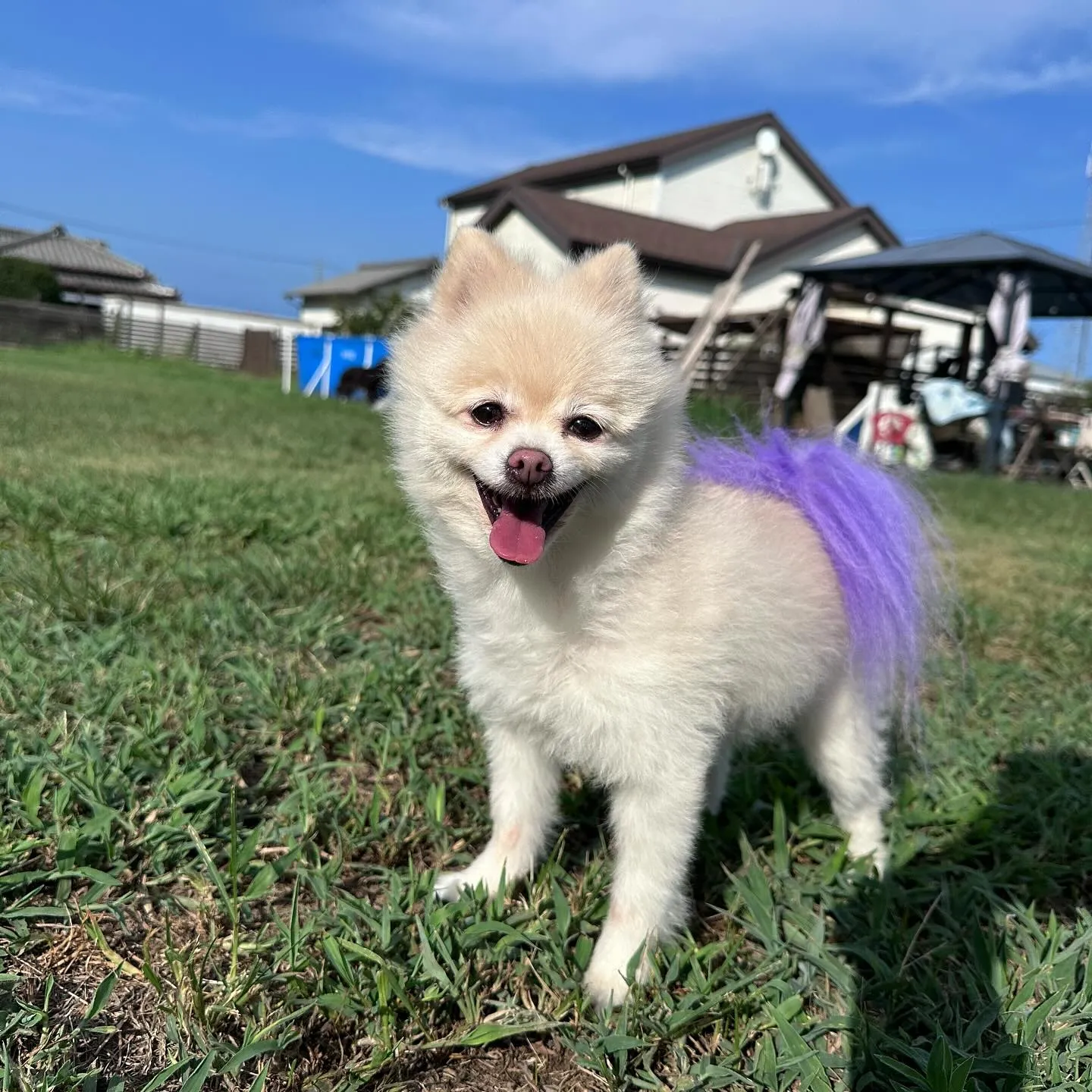 ポメラニアンfamilyがお泊まりに来てくれました🏠✨