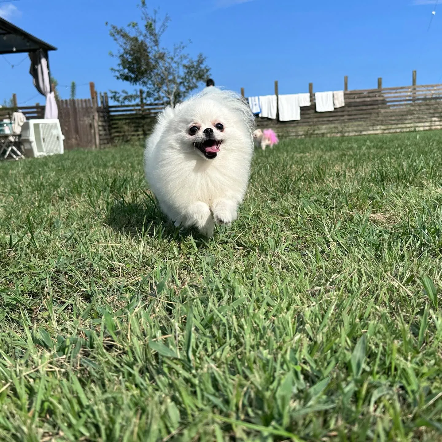 ポメラニアンfamilyがお泊まりに来てくれました🏠✨