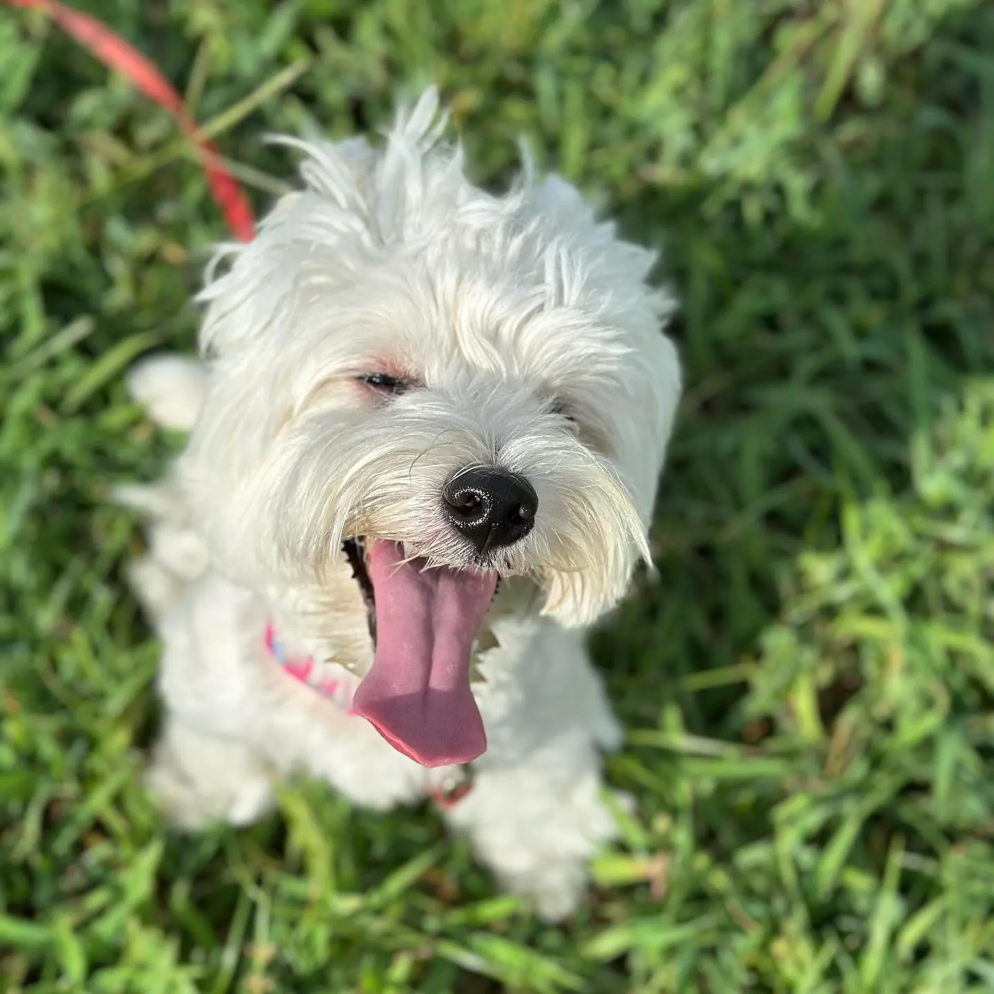 遊びに来てくれた子達🐕♬