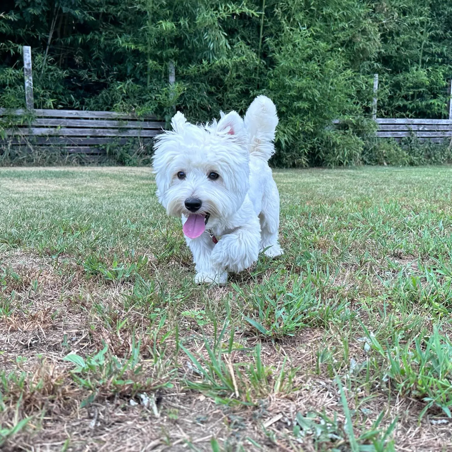 遊びに来てくれた子達🐕♬