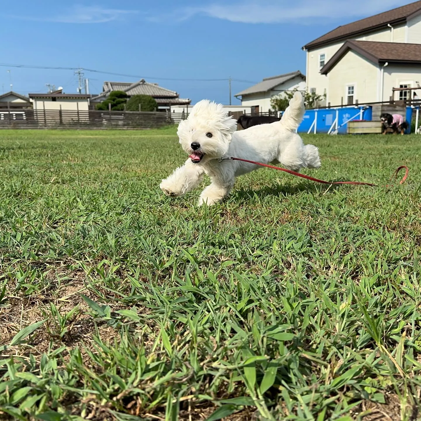 遊びに来てくれた子達🐕♬