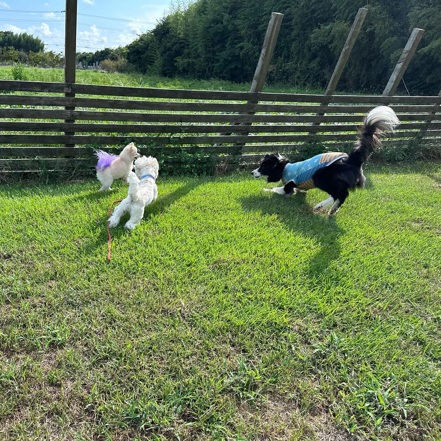 遊びに来てくれた子達🐕♬