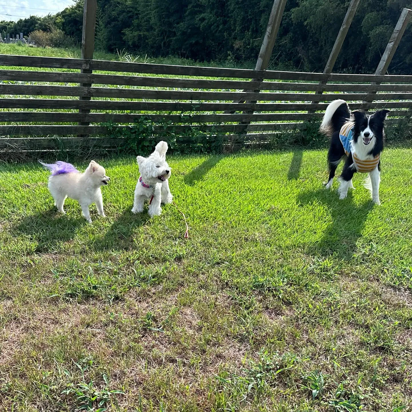 遊びに来てくれた子達🐕♬