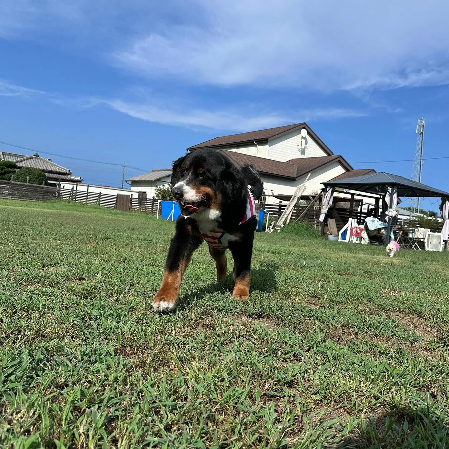 遊びに来てくれた子達🐕♬