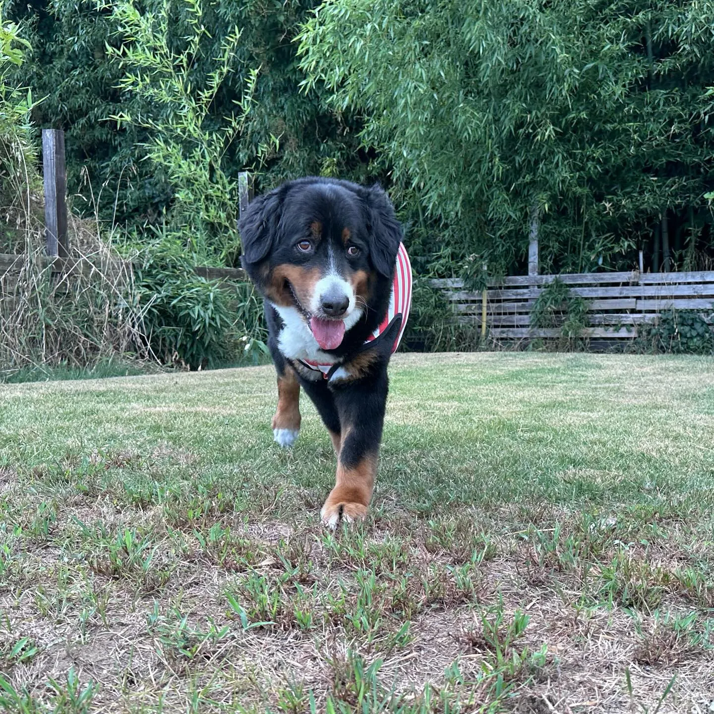 遊びに来てくれた子達🐕♬