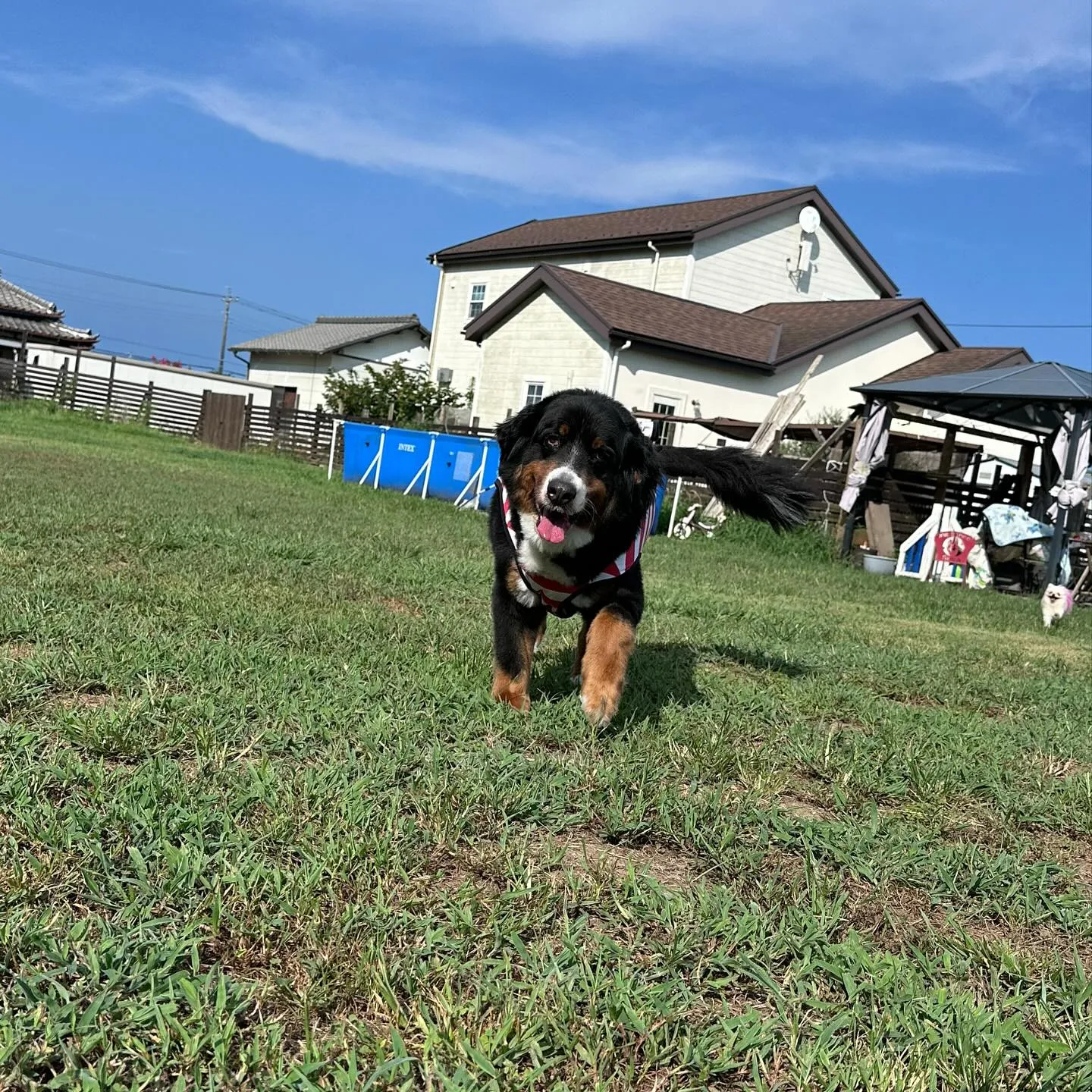 遊びに来てくれた子達🐕♬