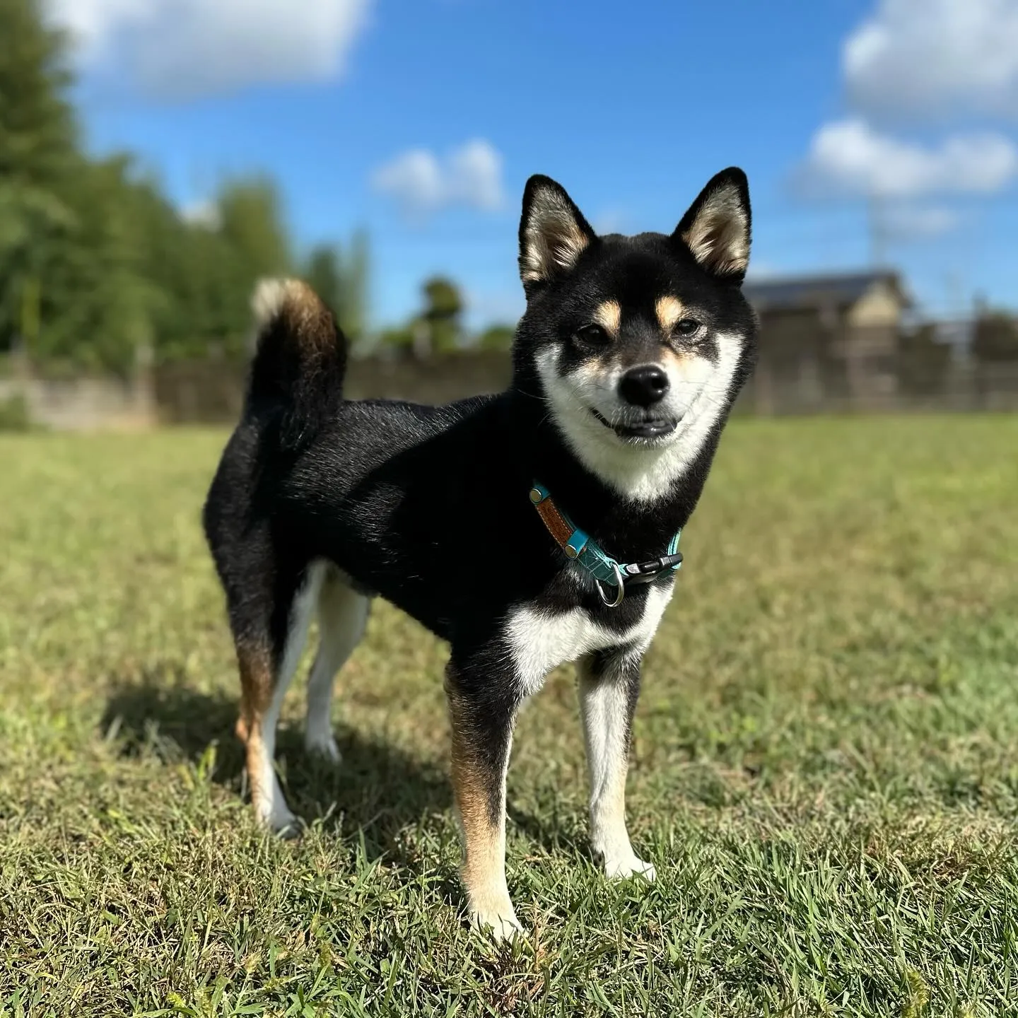 お泊まりに来てくれた子達🐕♬