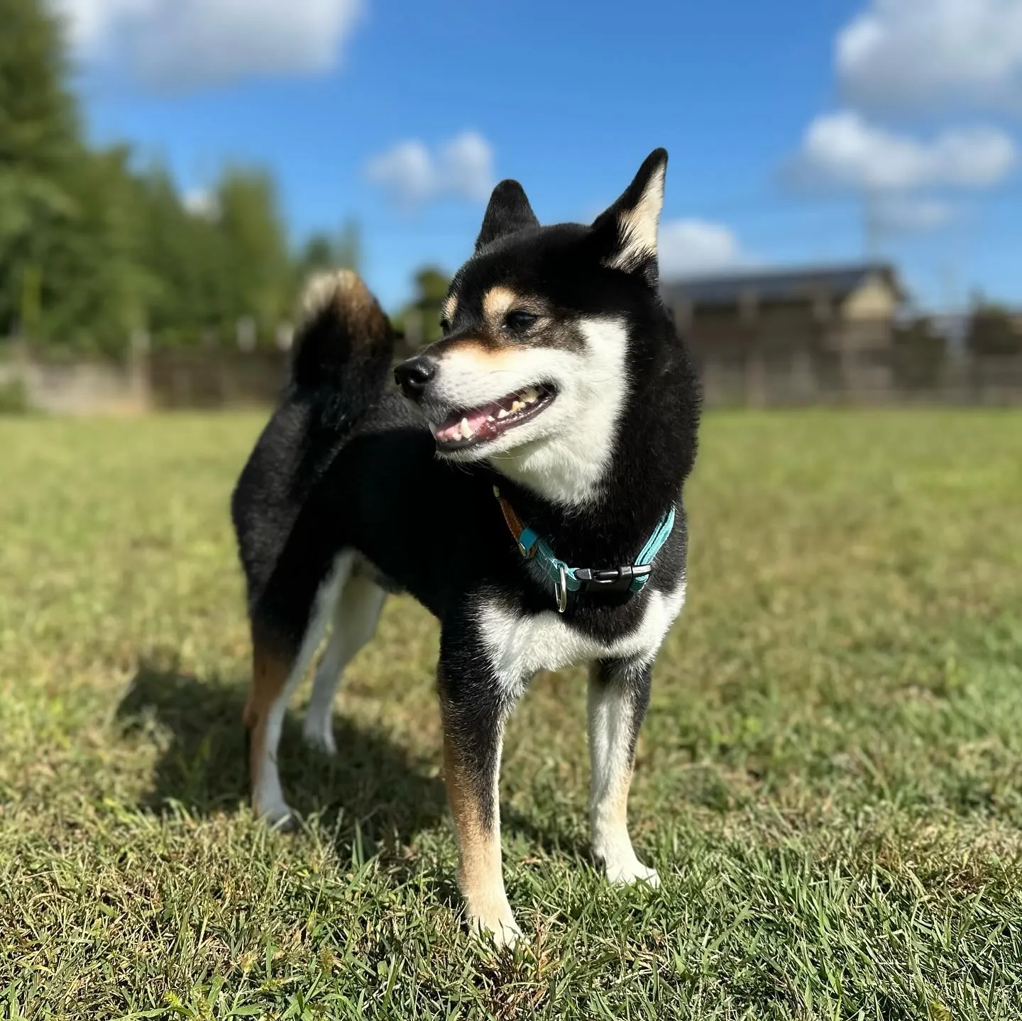 お泊まりに来てくれた子達🐕♬