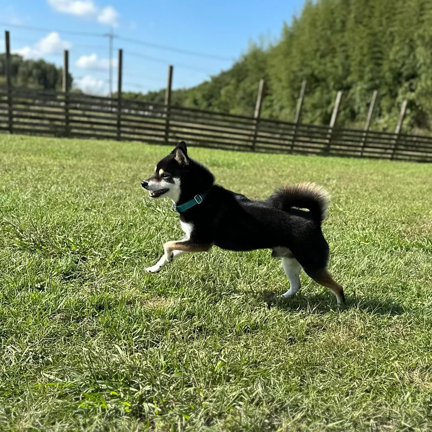 お泊まりに来てくれた子達🐕♬