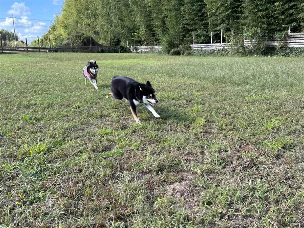 お泊まりに来てくれた子達🐕♬