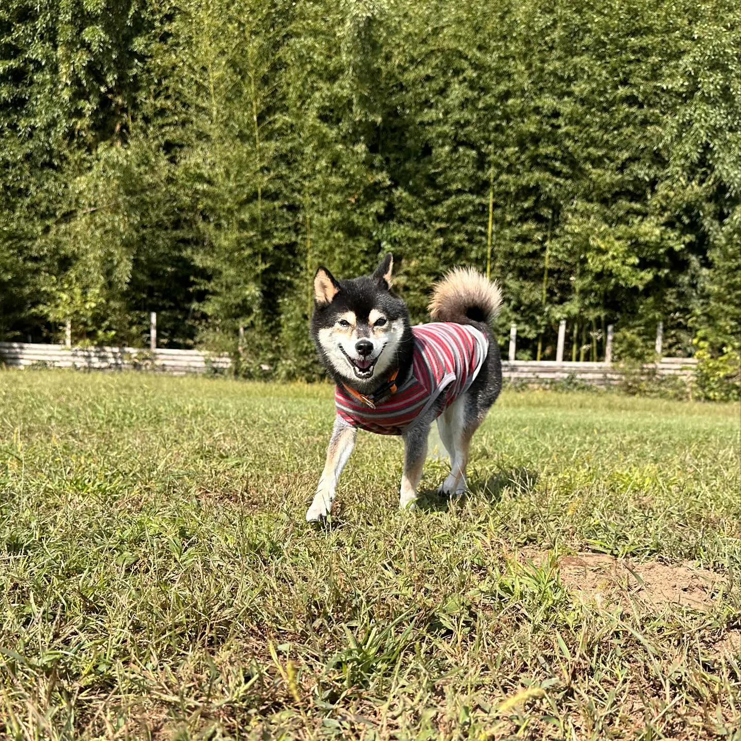 お泊まりに来てくれた子達🐕♬