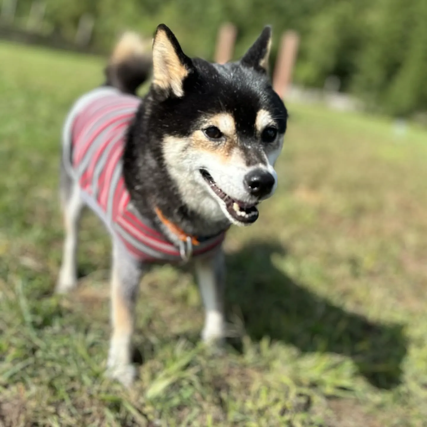 お泊まりに来てくれた子達🐕♬