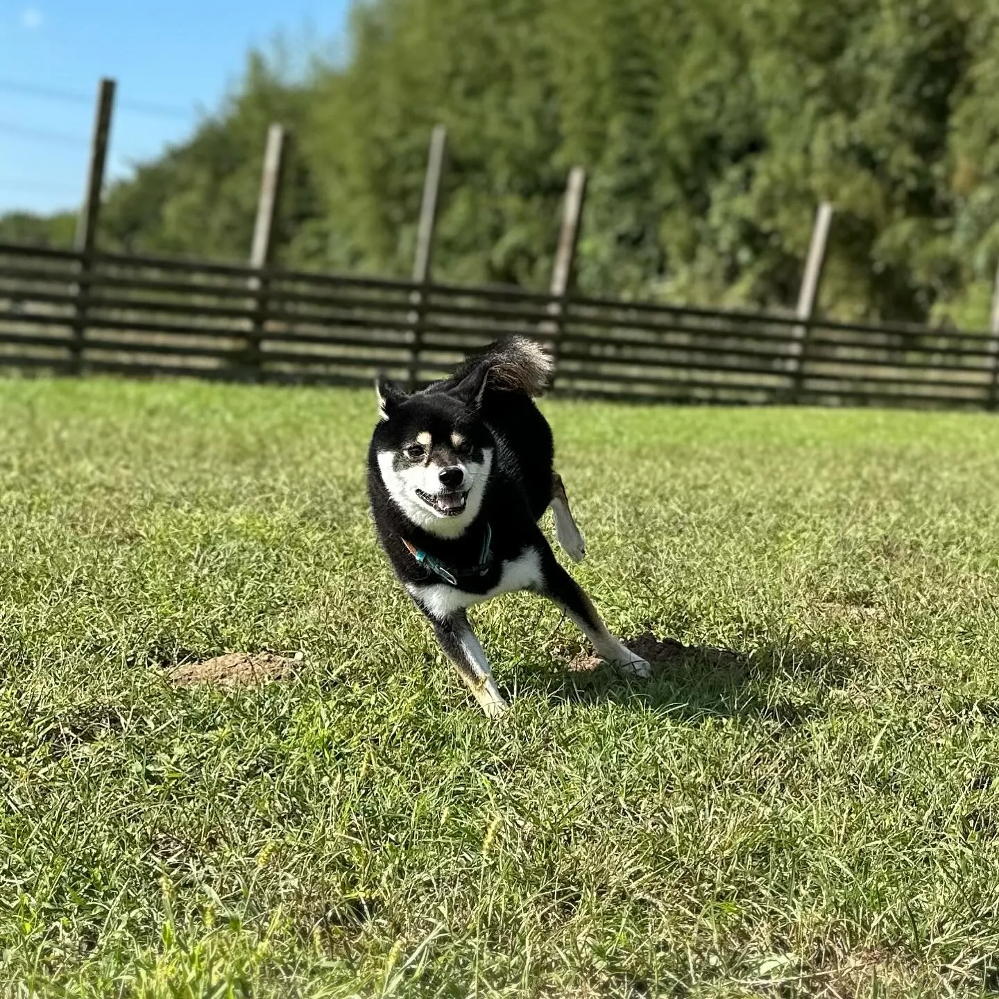 お泊まりに来てくれた子達🐕♬