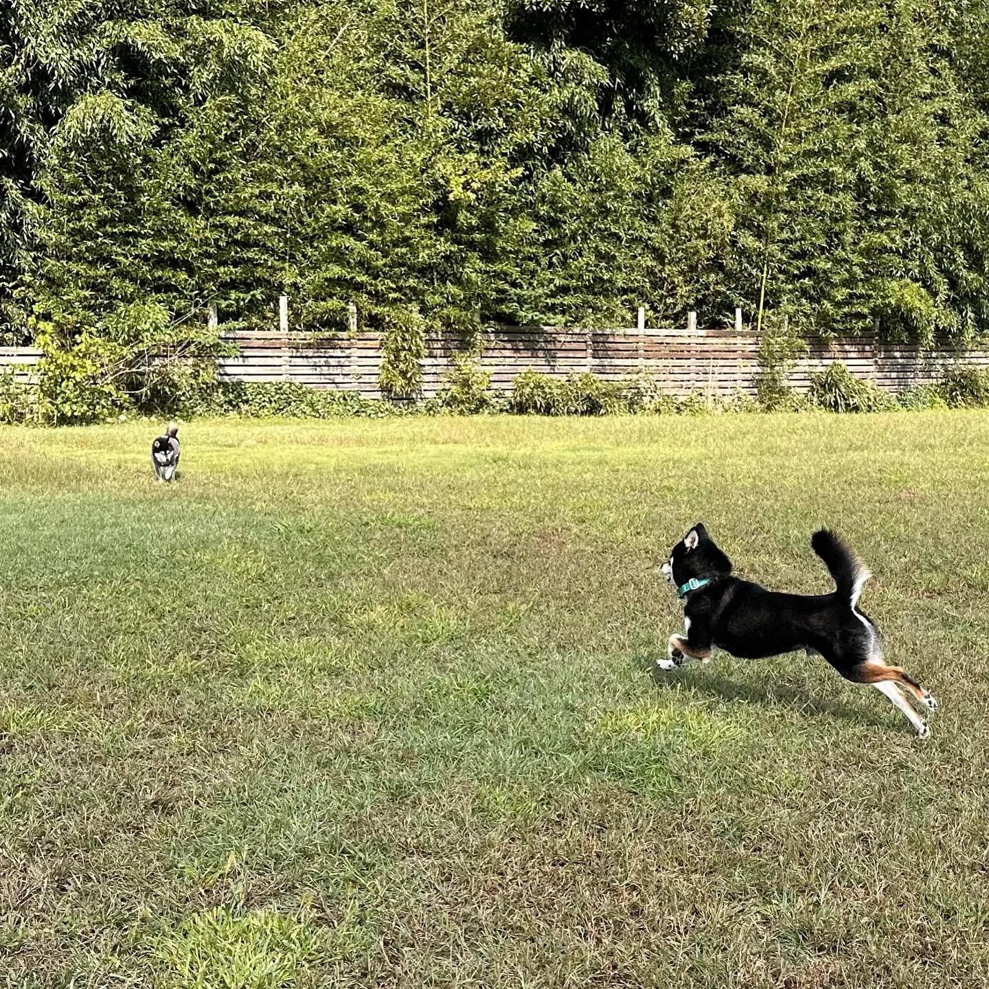 お泊まりに来てくれた子達🐕♬