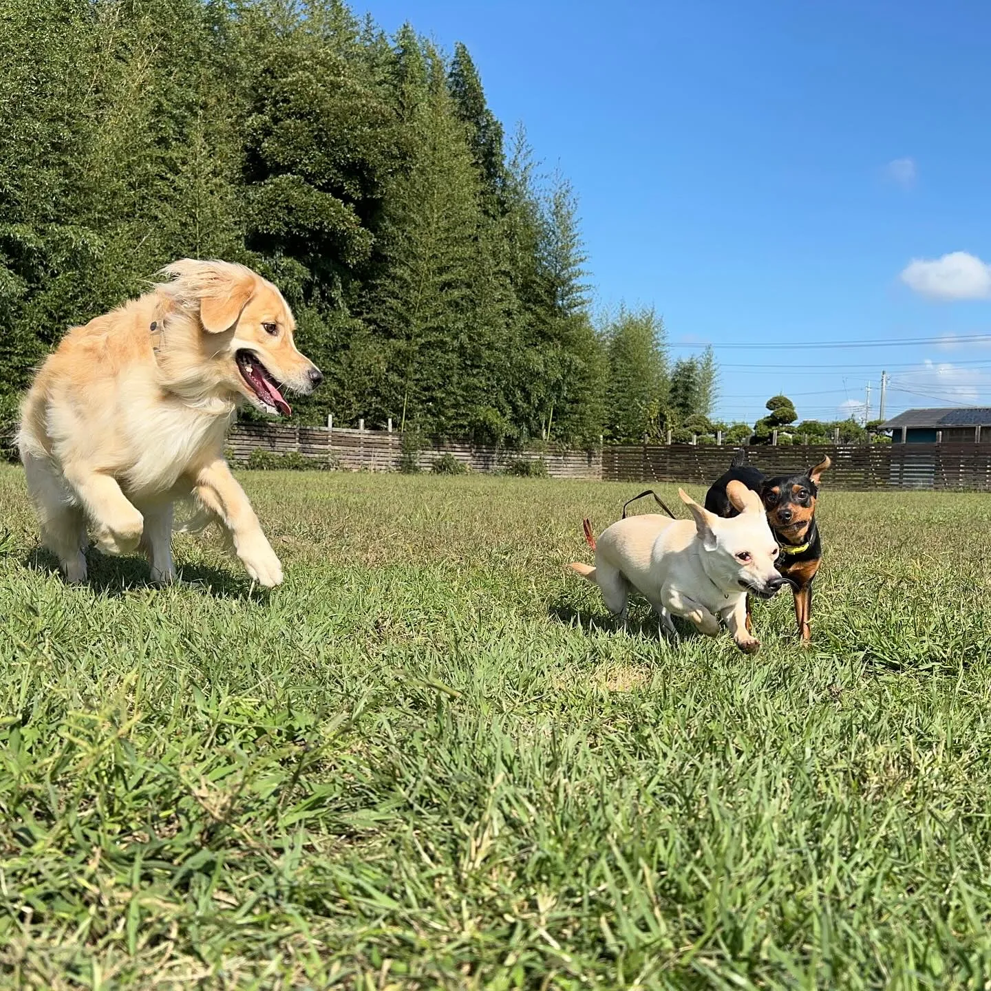 遊びに来てくれた子達♬