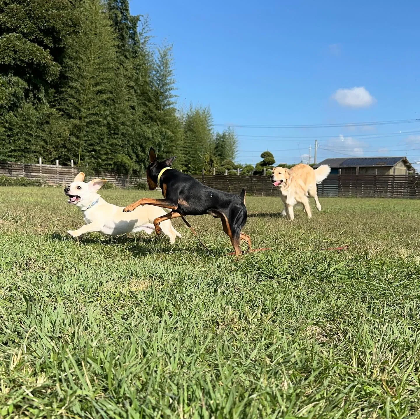 遊びに来てくれた子達♬