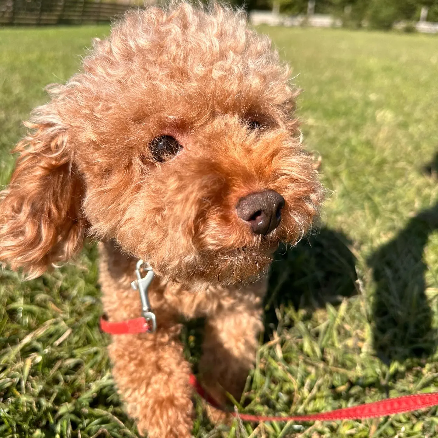 遊びに来てくれた子達🐕♬