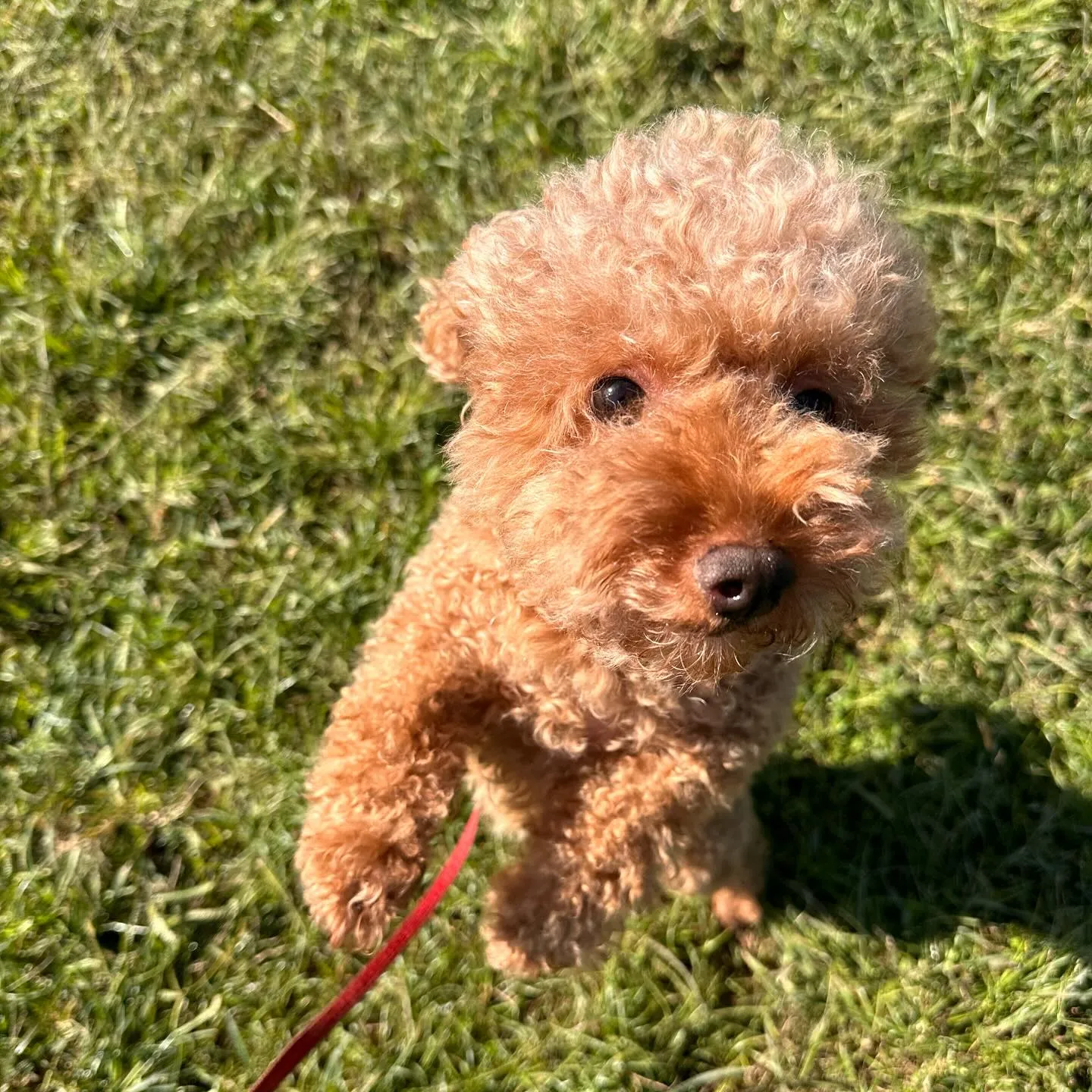 遊びに来てくれた子達🐕♬