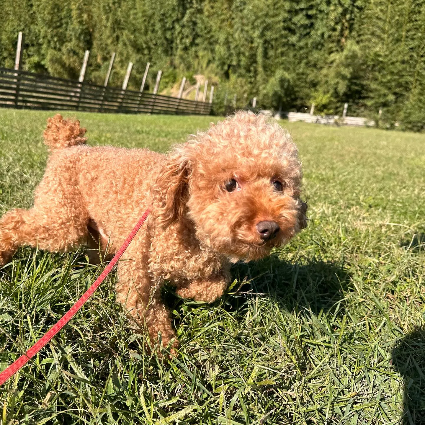 遊びに来てくれた子達🐕♬