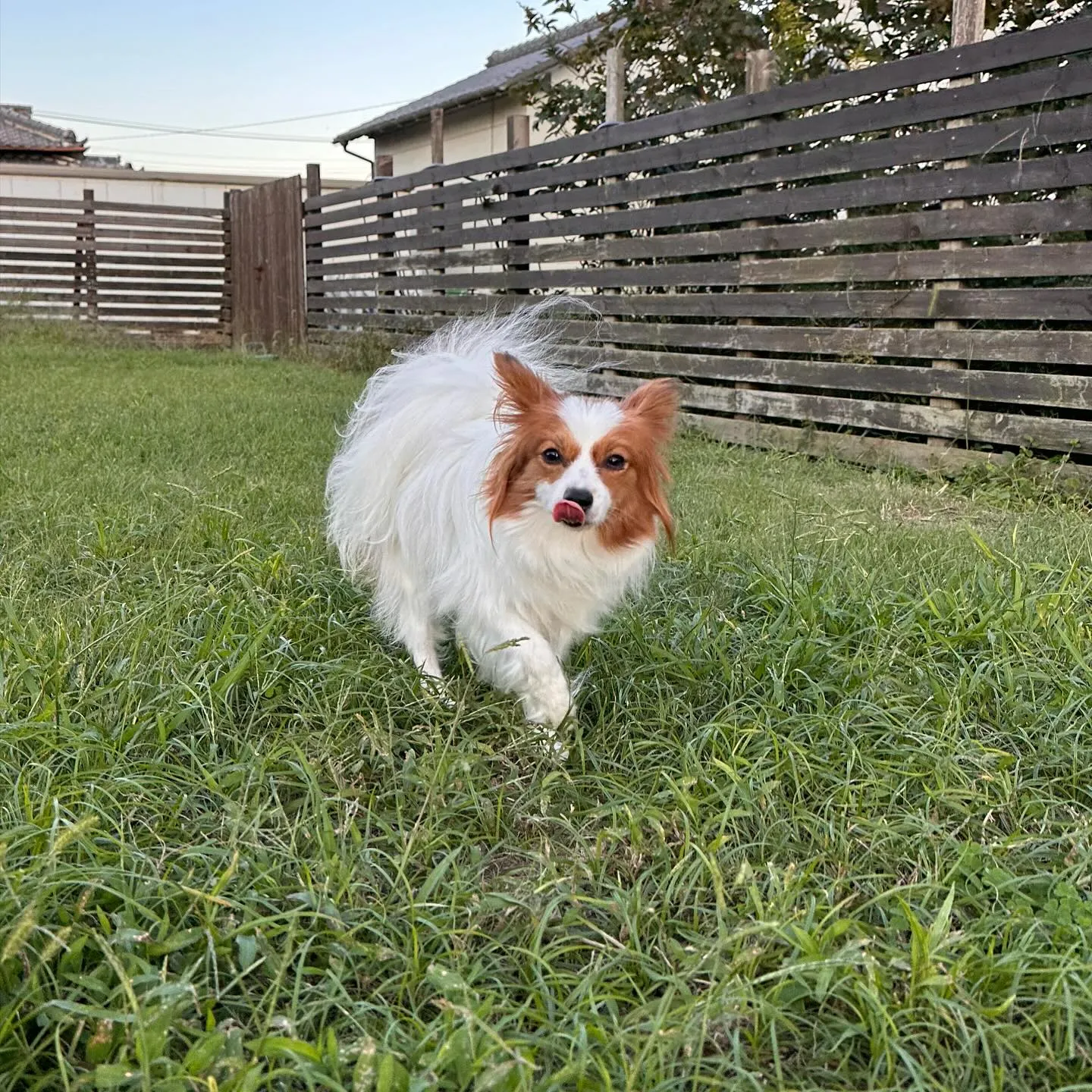 遊びに来てくれた子達🐕♬