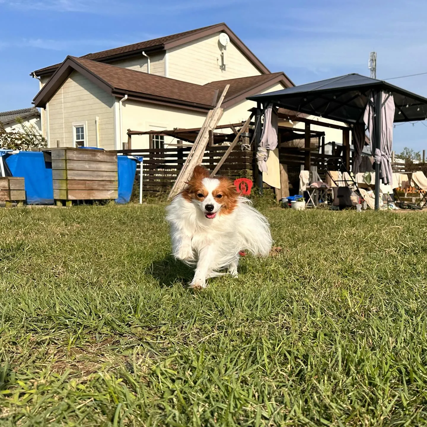 遊びに来てくれた子達🐕♬