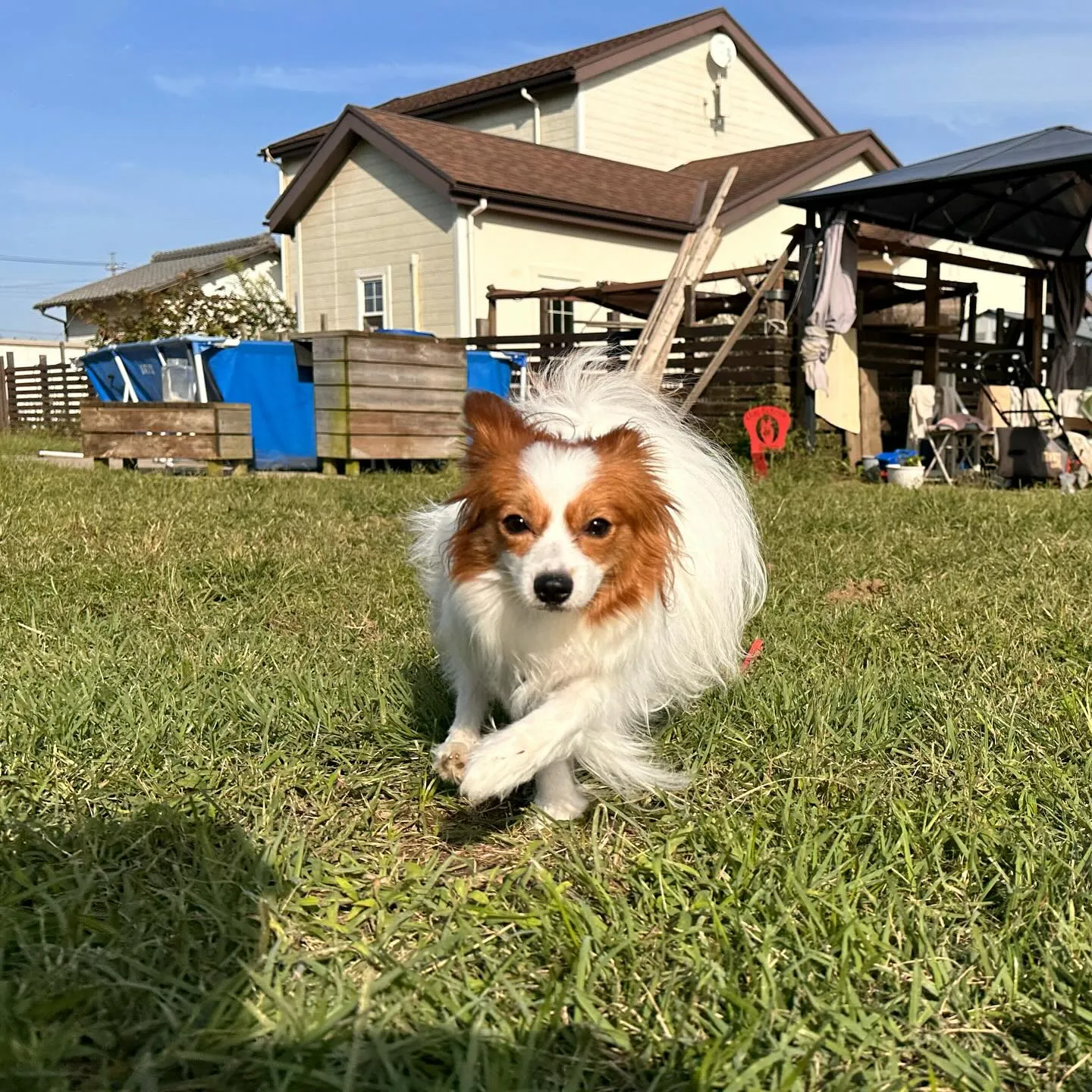 遊びに来てくれた子達🐕♬