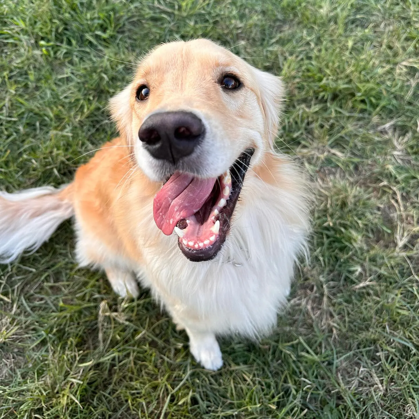 遊びに来てくれた子達🐕♬