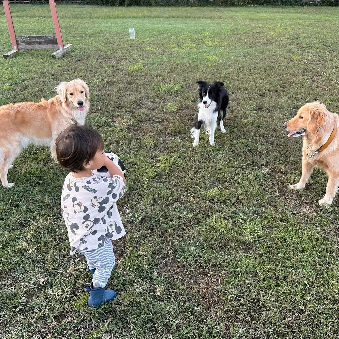 遊びに来てくれた子達🐕♬