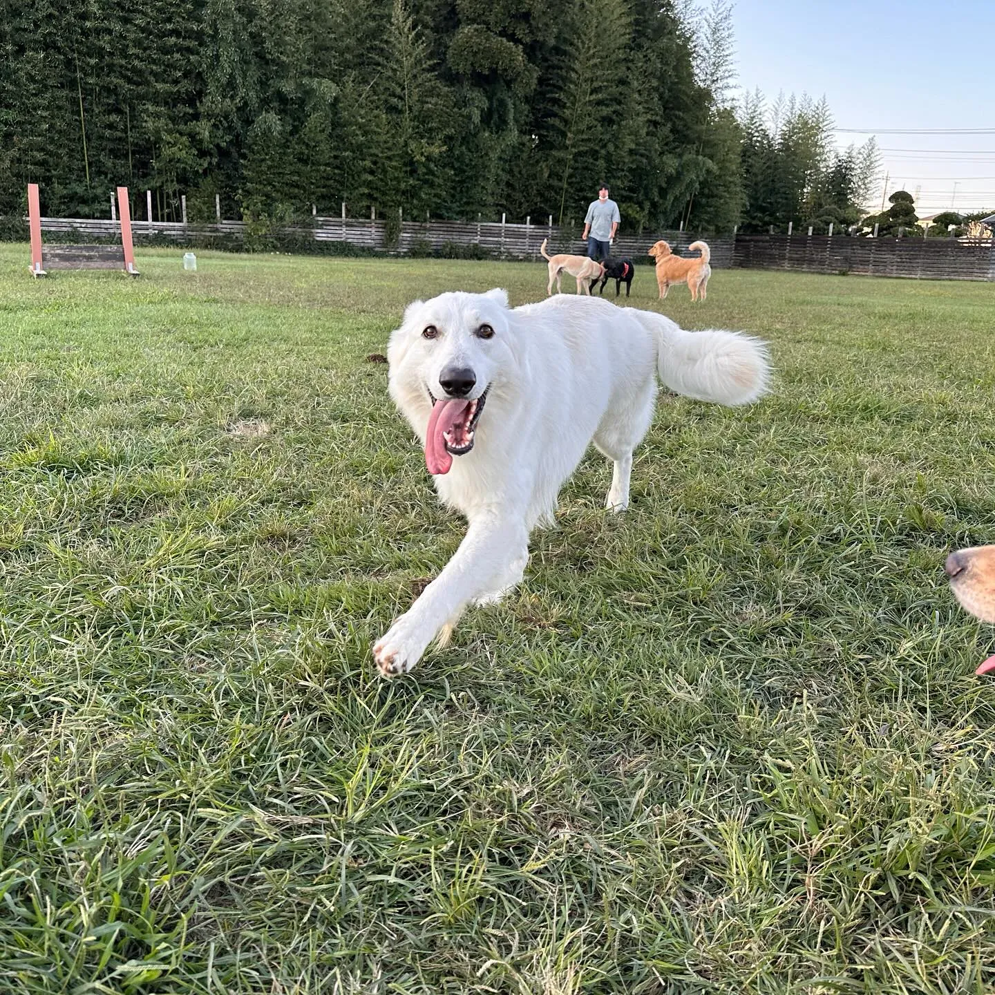 遊びに来てくれた子達🐕♬