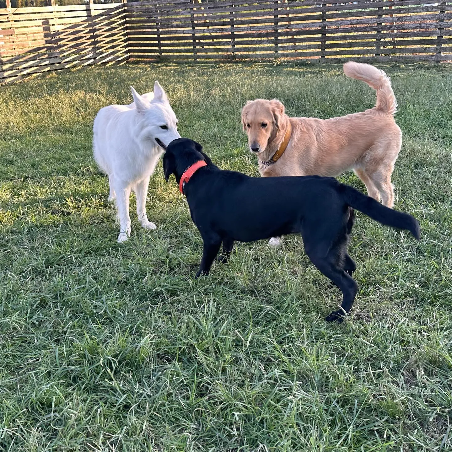 遊びに来てくれた子達🐕♬