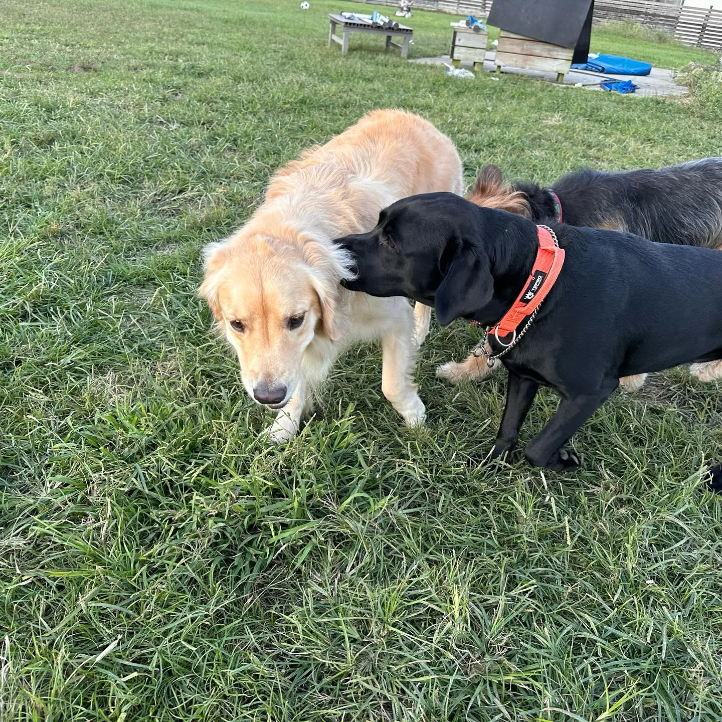 遊びに来てくれた子達🐕♬