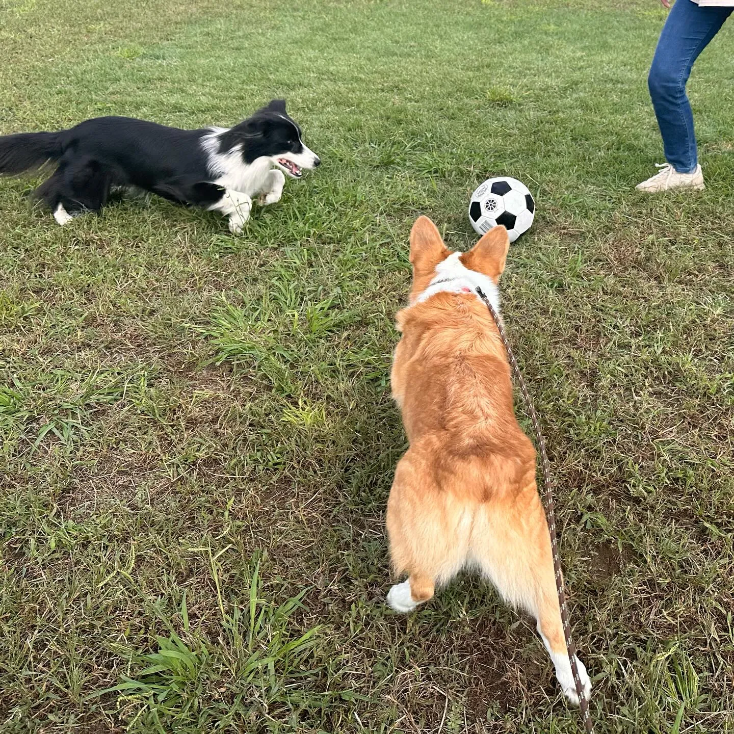 遊びに来てくれたわんこ🐕♬