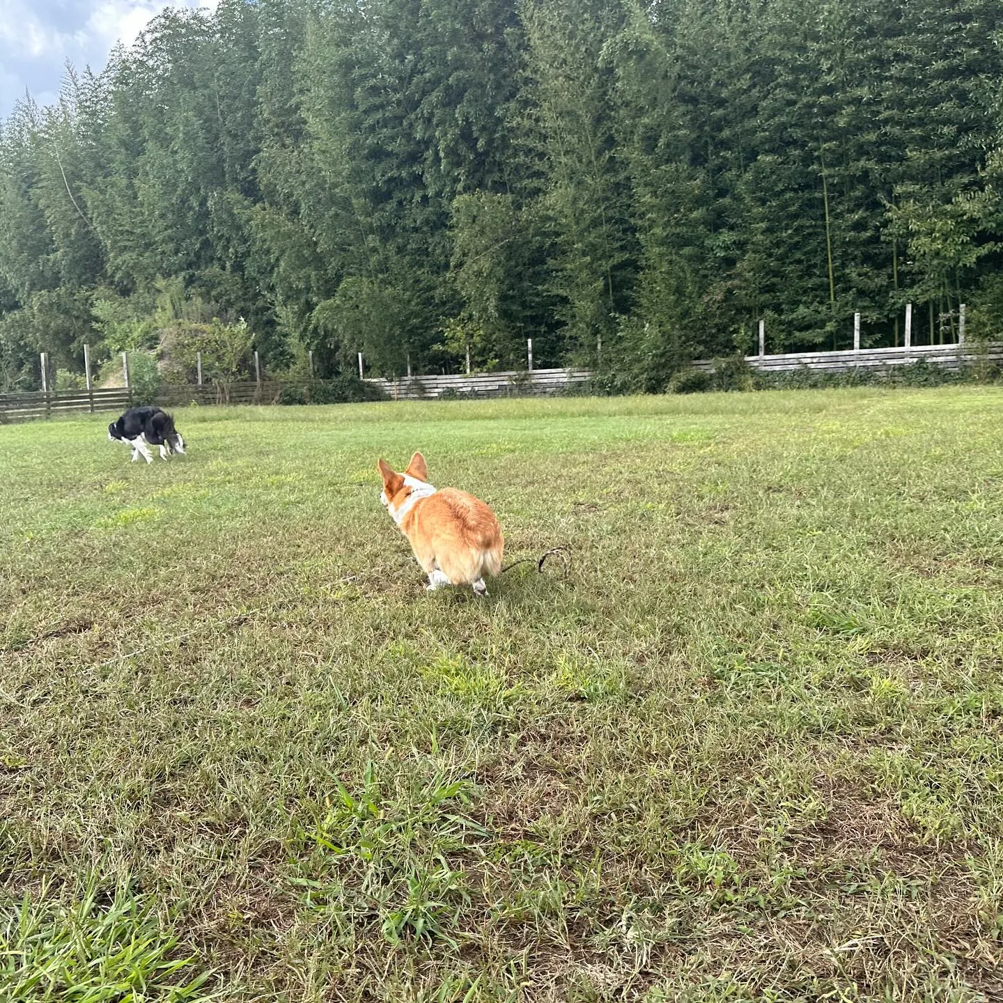 遊びに来てくれたわんこ🐕♬